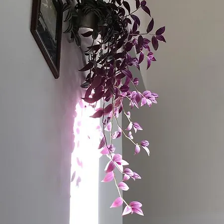Casa Bianca Szálloda Malcesine